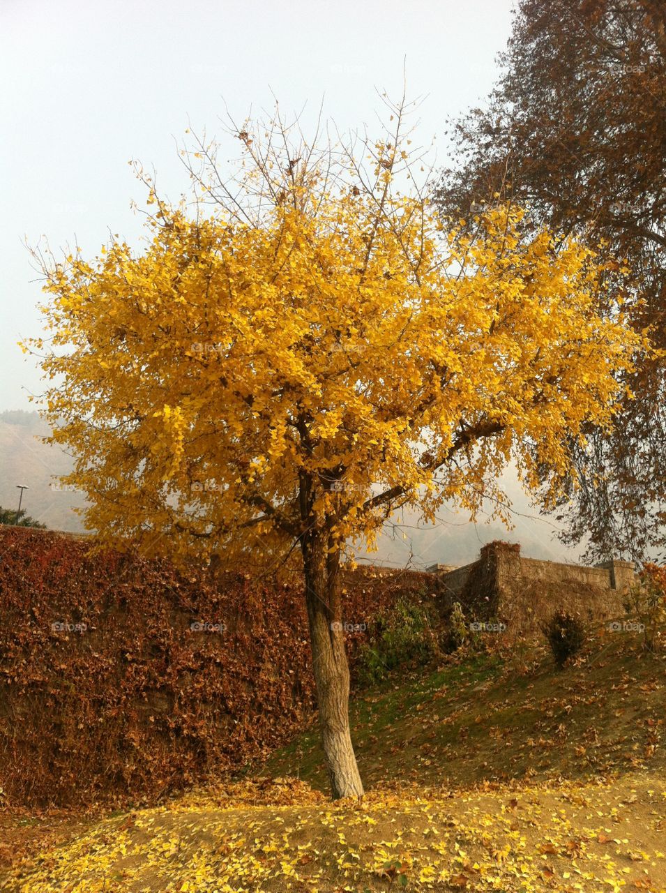 Yellow Leaves - Jinko-Biloba