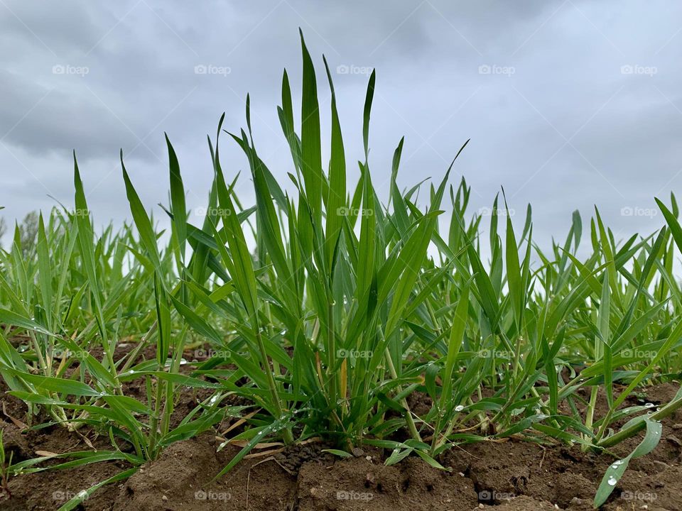 unusual point of view for a seedling of wheat at the beginning of its ripening process