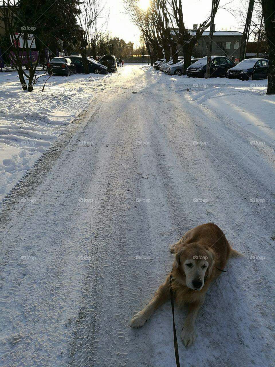 Lazy winter days in Poland