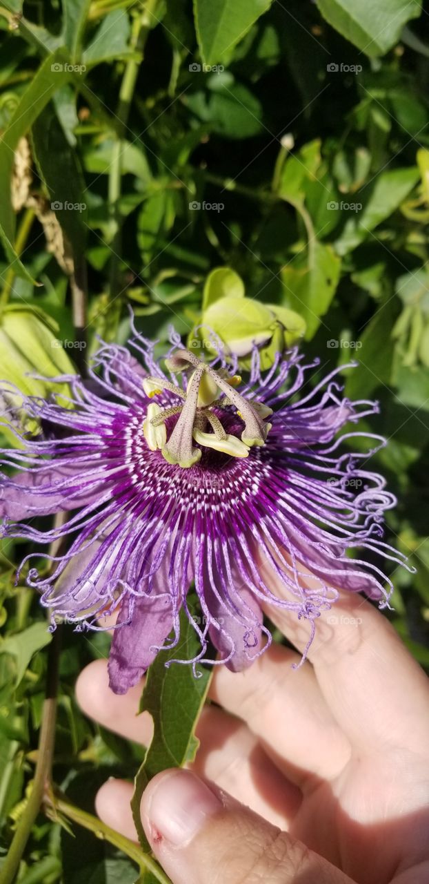 A brilliant passion flower from the passion vines growing at my hometown's community garden.