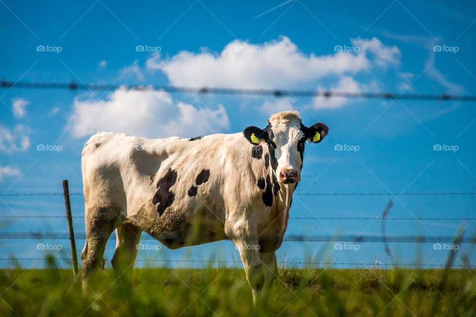 Cow