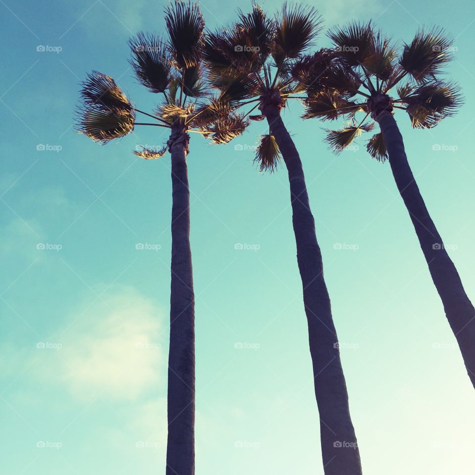 Palm trees everywhere
