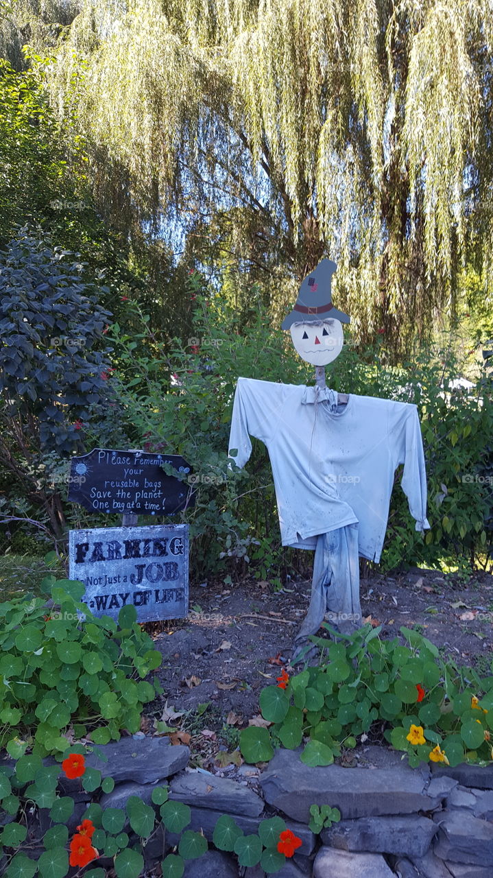 Fall scarecrow