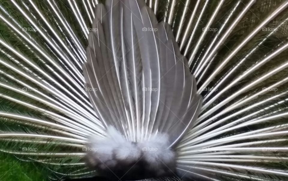 A peacocks backside