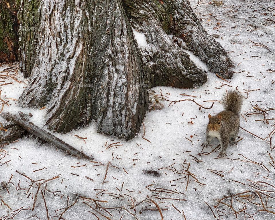 Squirrel on icicles 