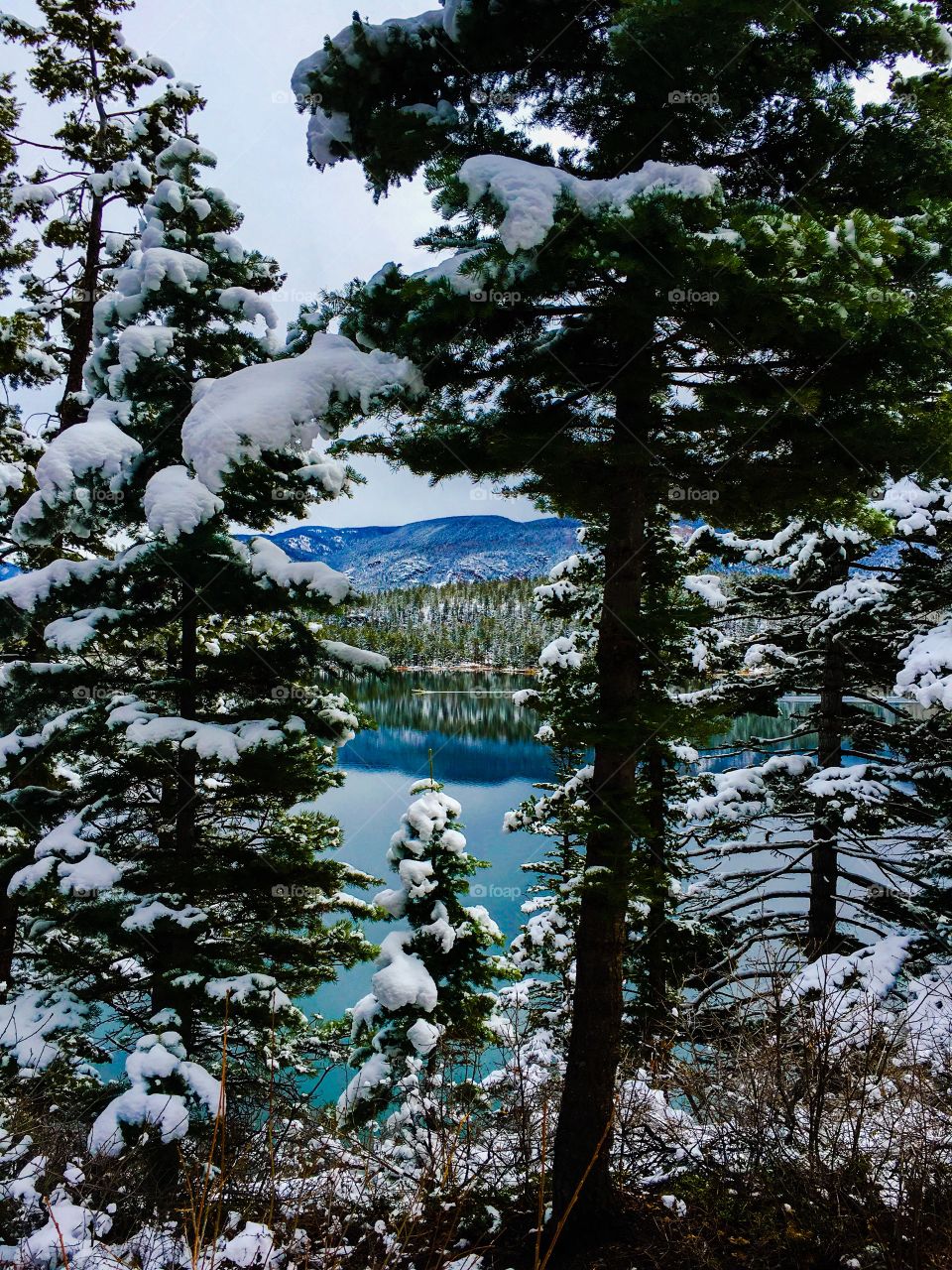 Winter forest and lake 