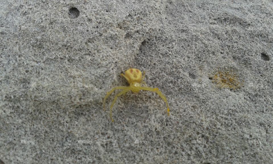 lil spider defensive posturing