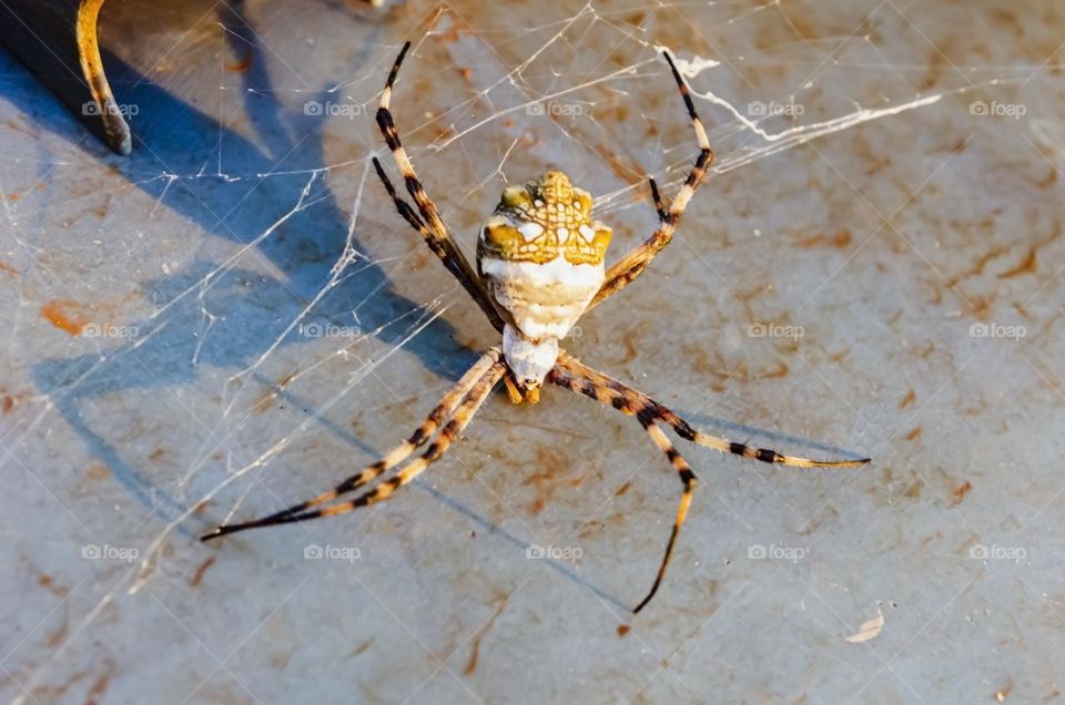 Spider On An Old Bucket