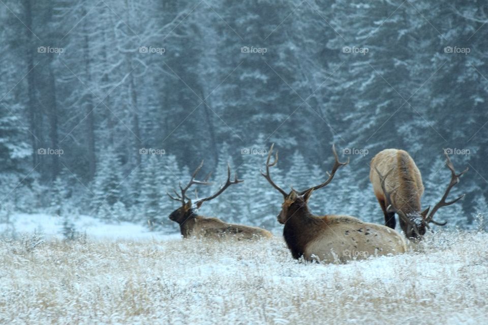 Elk In the Field