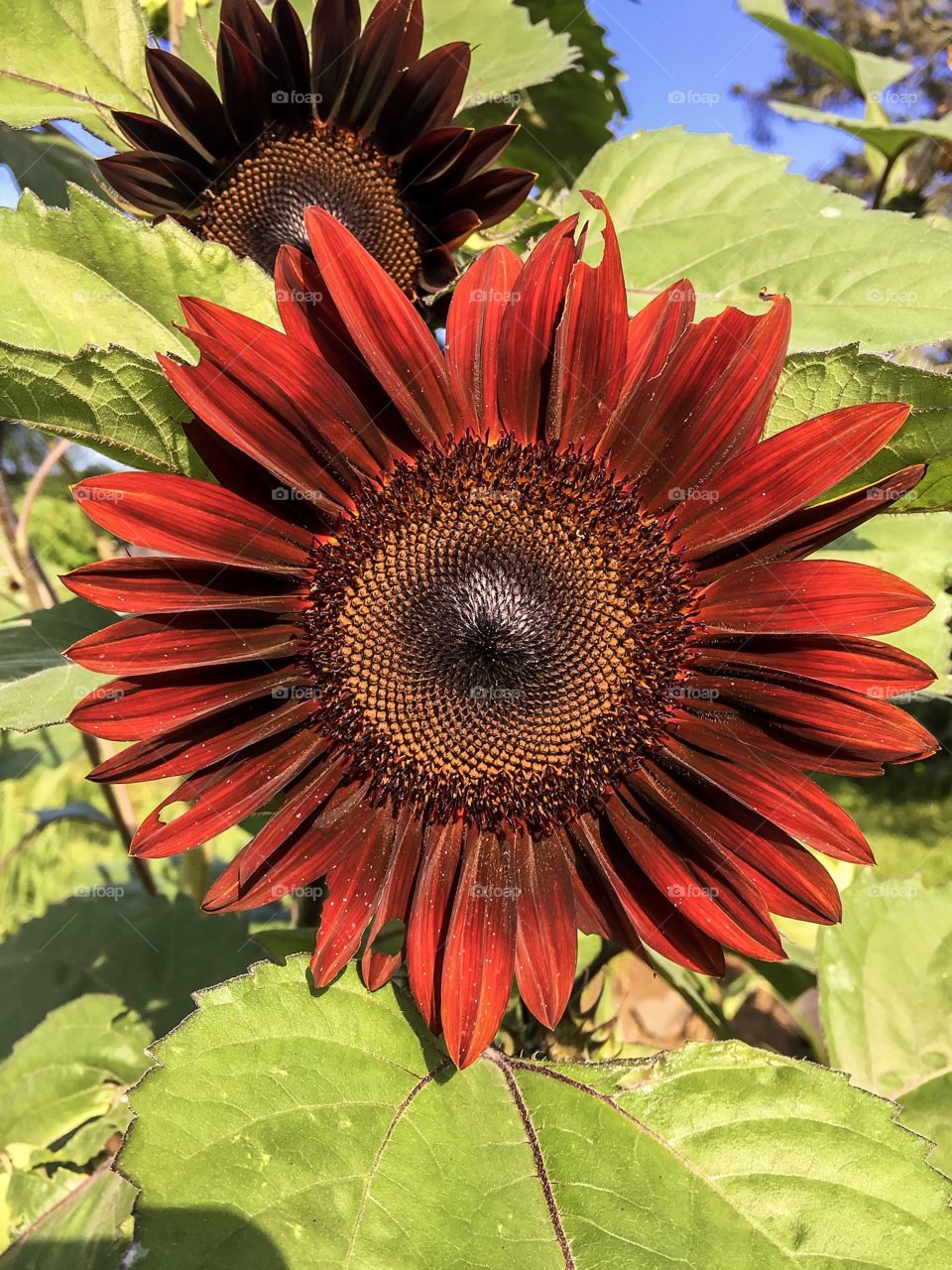 Red sunflower 