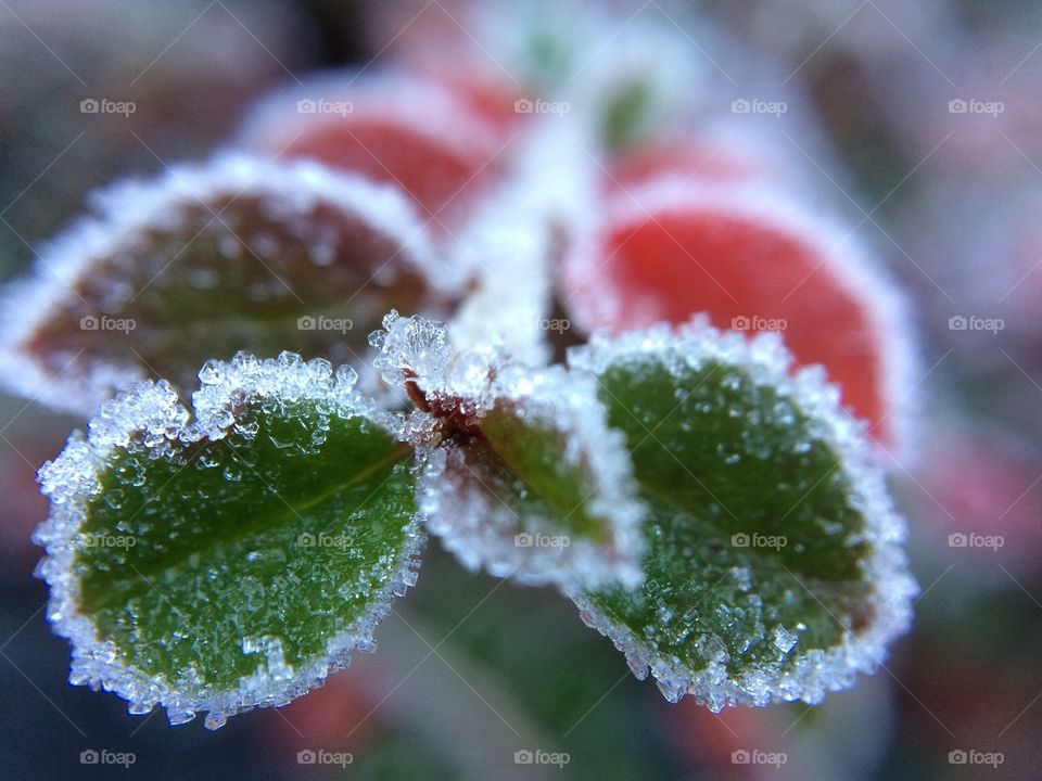 November Frost