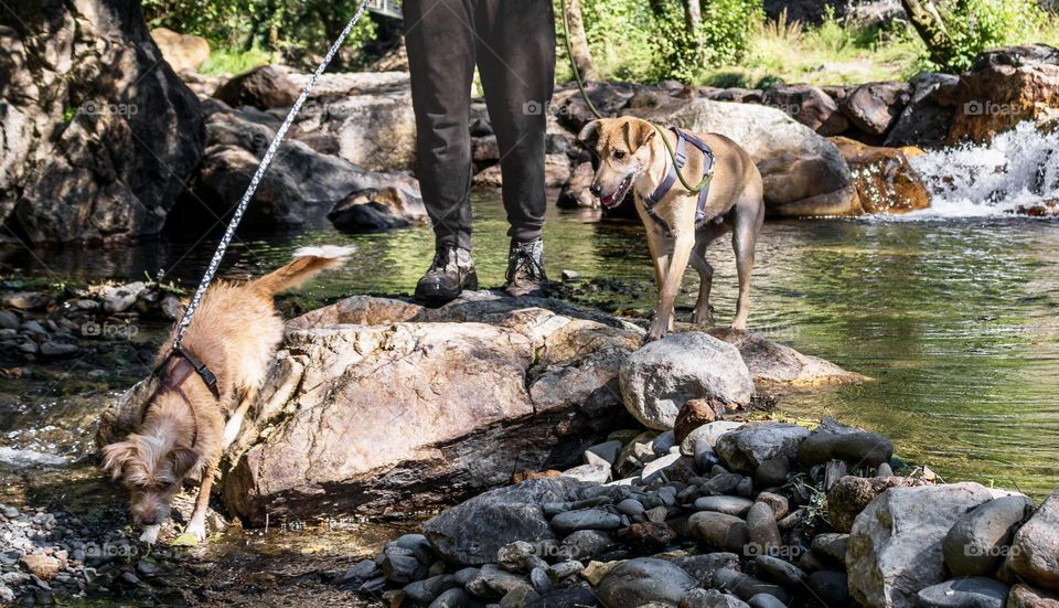 Adventurous walks - two dogs and their owner explore a rocky river, with cascades in the background.