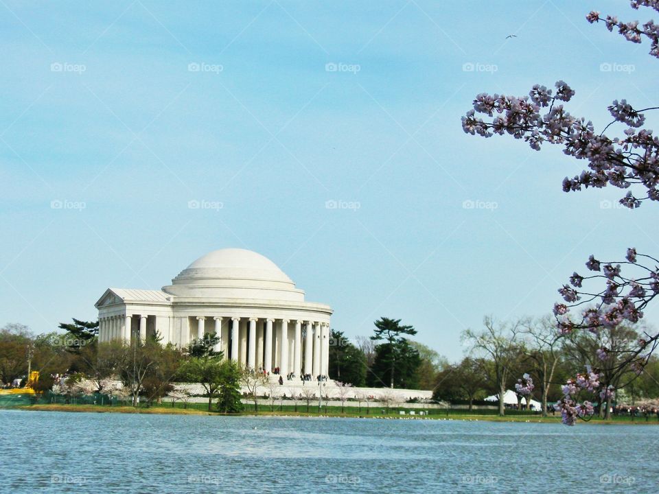 Jefferson monument. Jefferson monument during cherry blossom