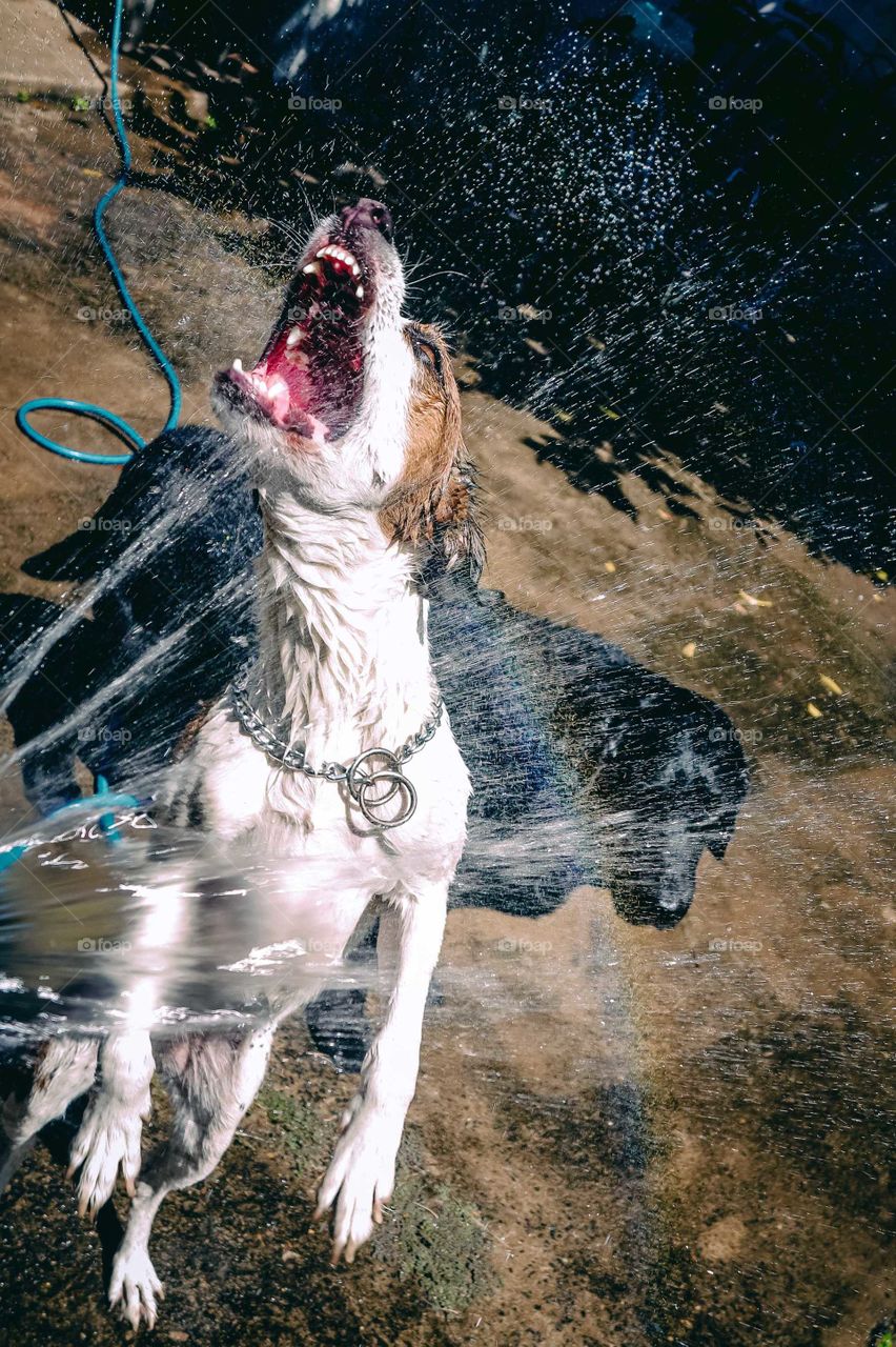 Two Dogs playing with water, biting a rainbow coming out of a hose. One Stray dog and one black Labrator dog.