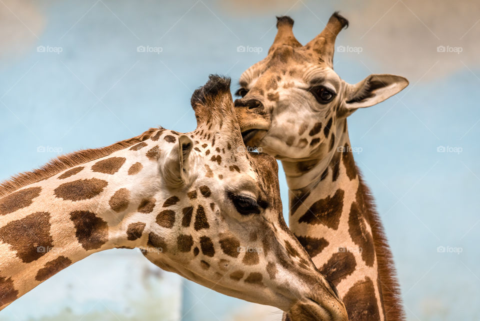 A giraffe kissing another giraffe 