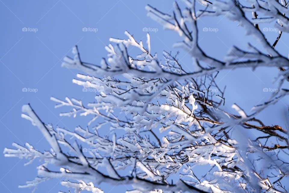 Snow covering tree branches 