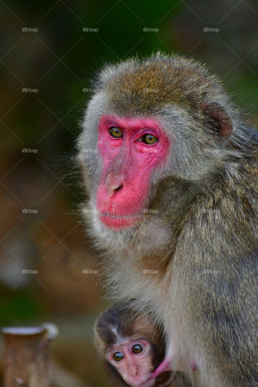 Red face macaque