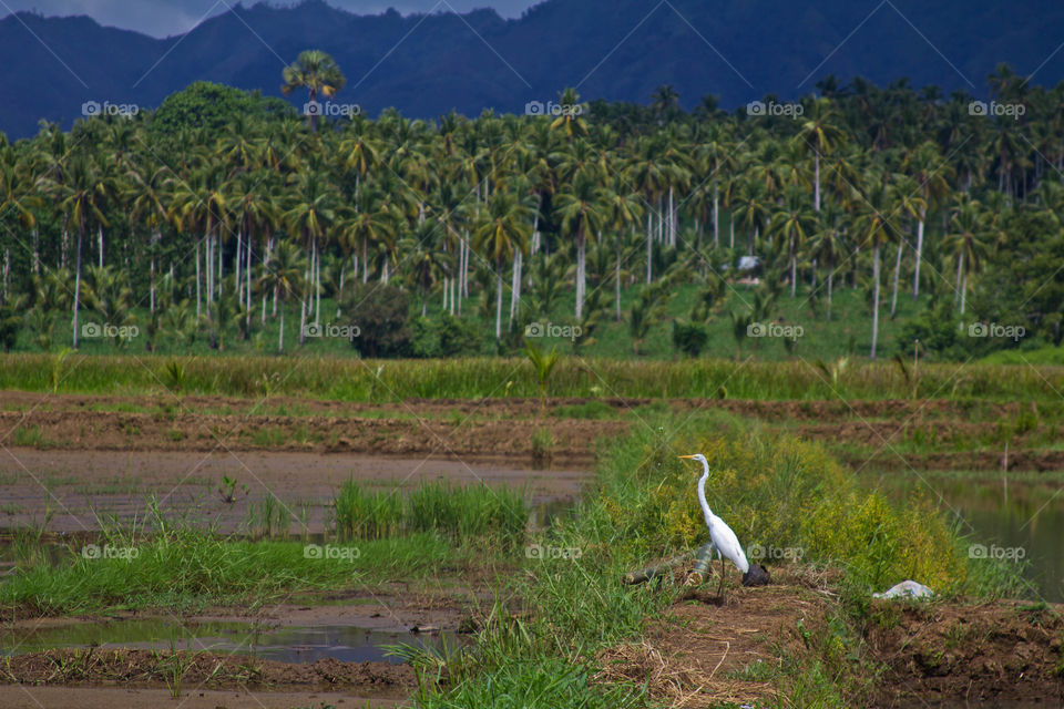 farmland