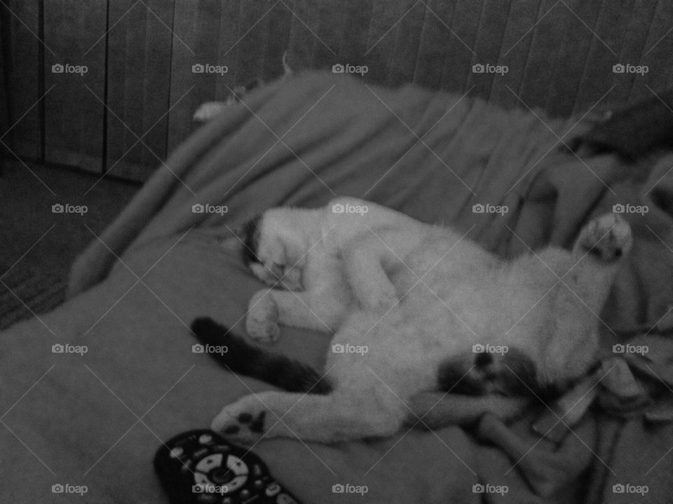 No shame or modesty in cats