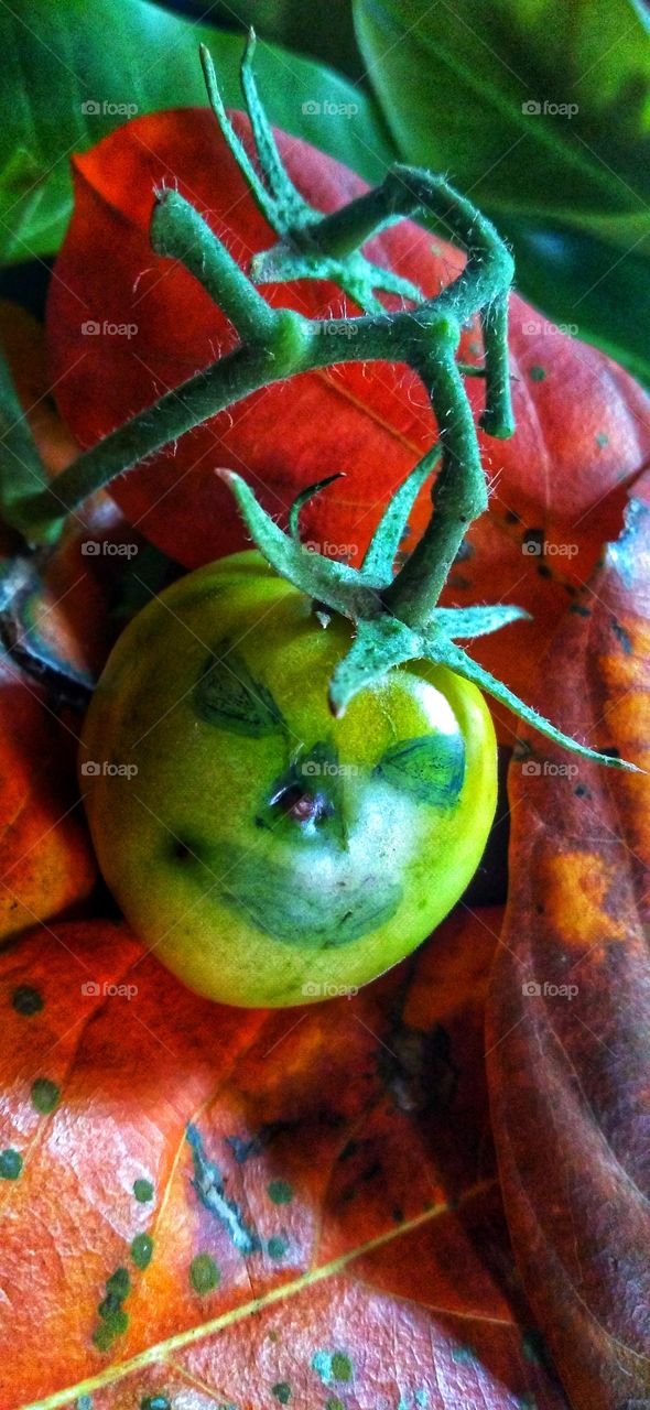 Tomato fruit with a cynical face.