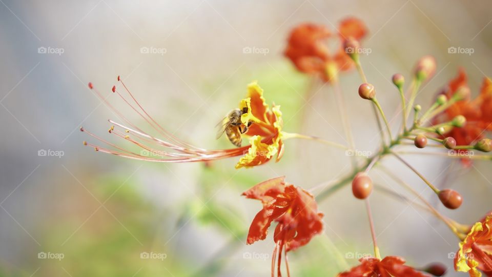 Bee on Royal Poinciana Or Flamboyant Tree