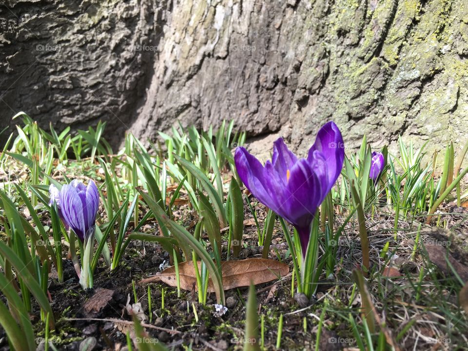 Spring flower