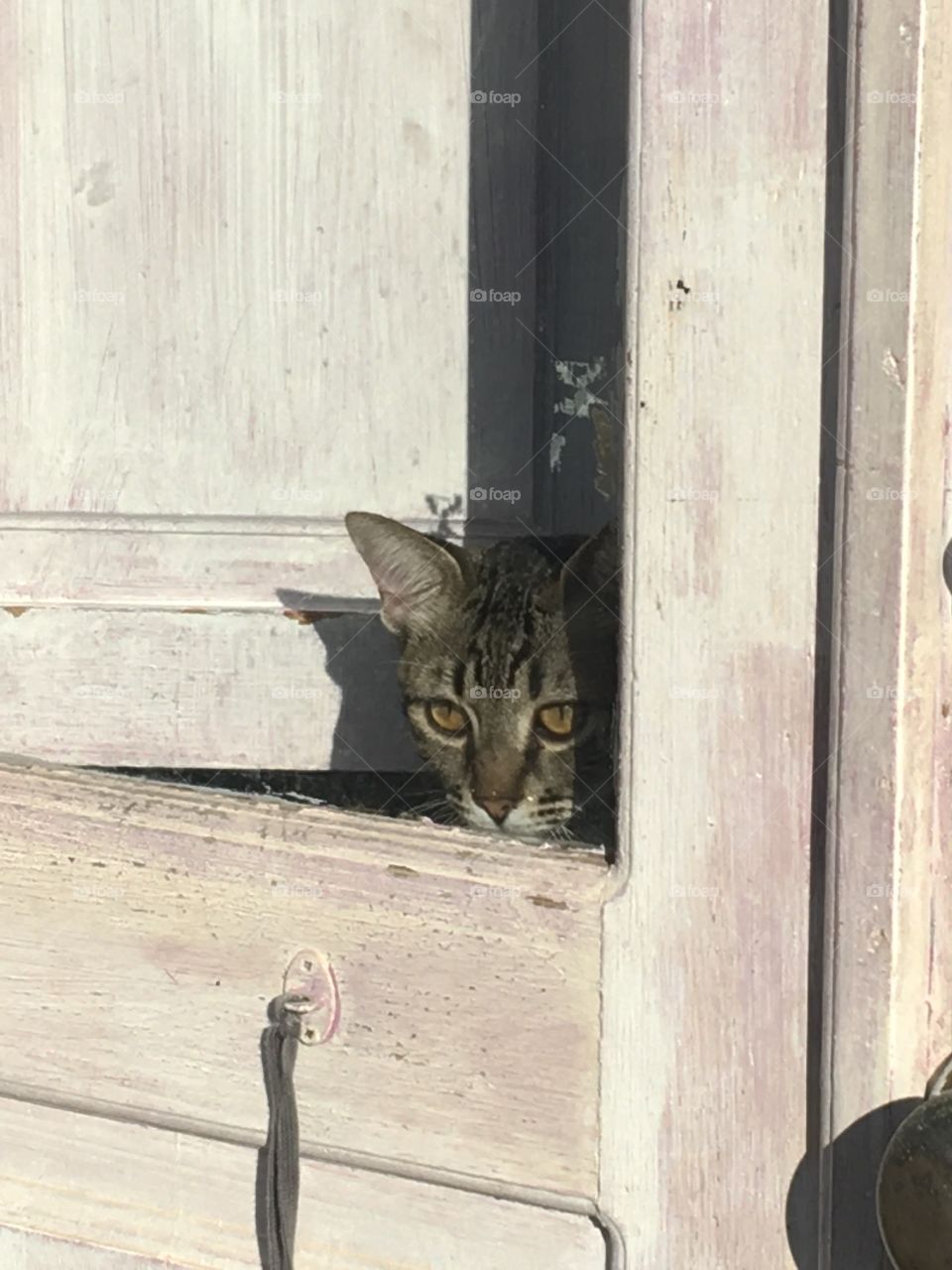 Cat at the window 