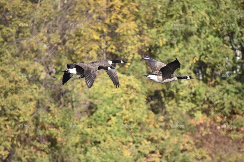 Geese in flight