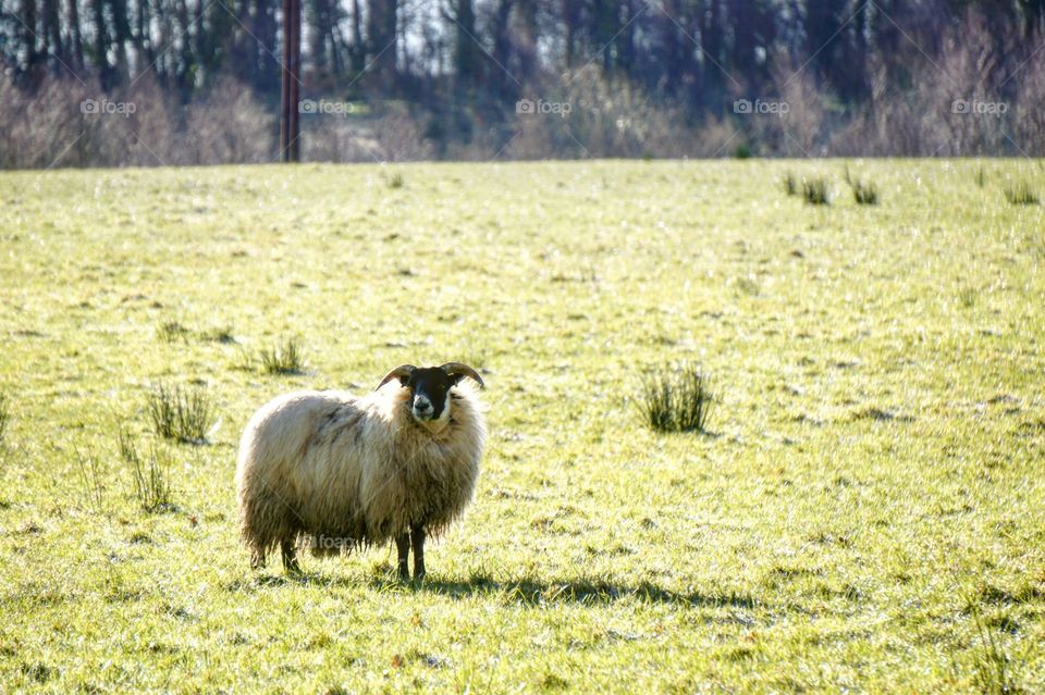 Ram in spring