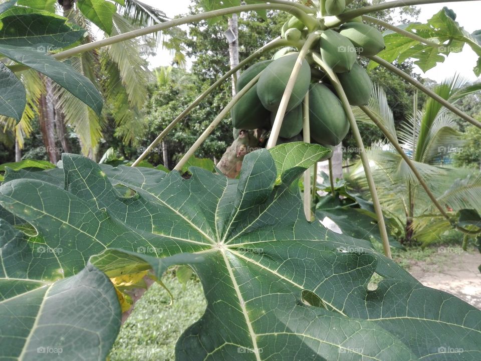 papaya 2