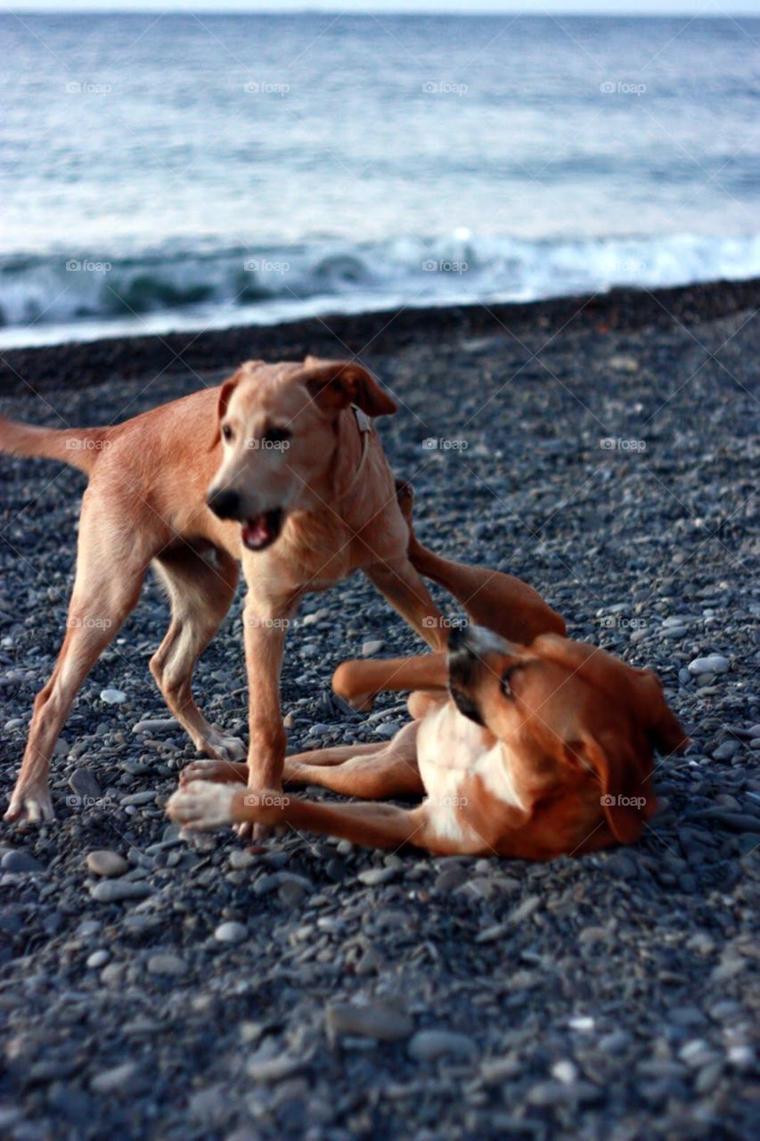 Dog, Beach, No Person, Mammal, Pet
