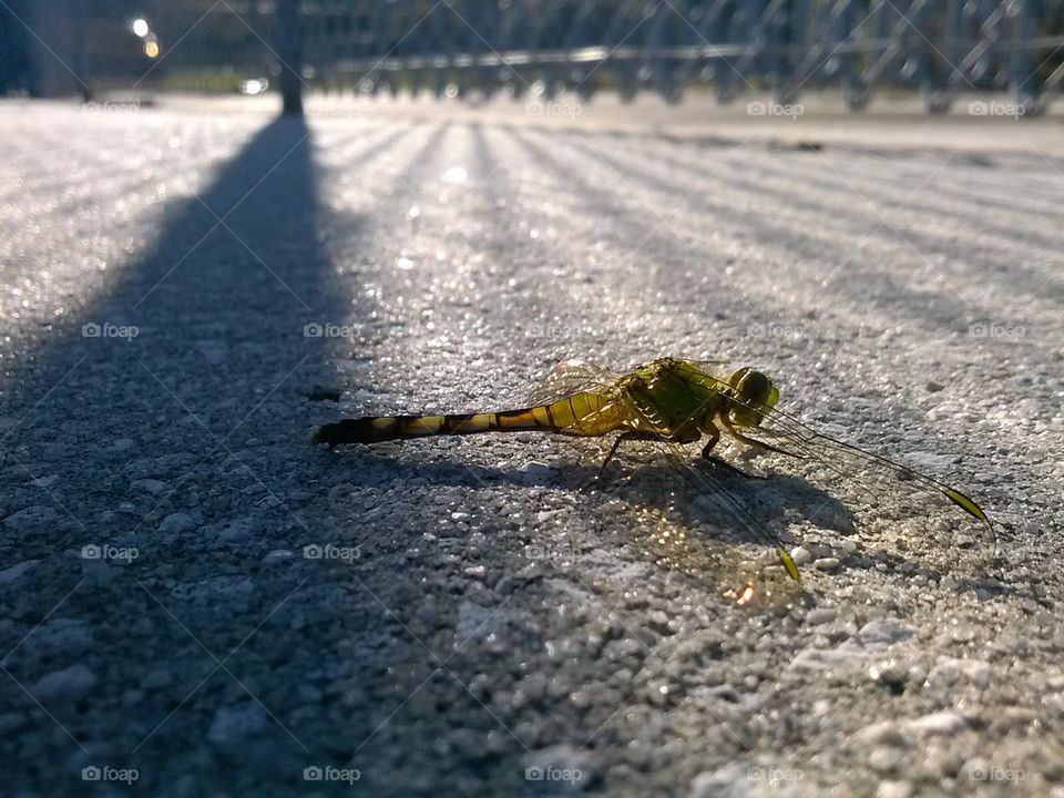 dragonfly