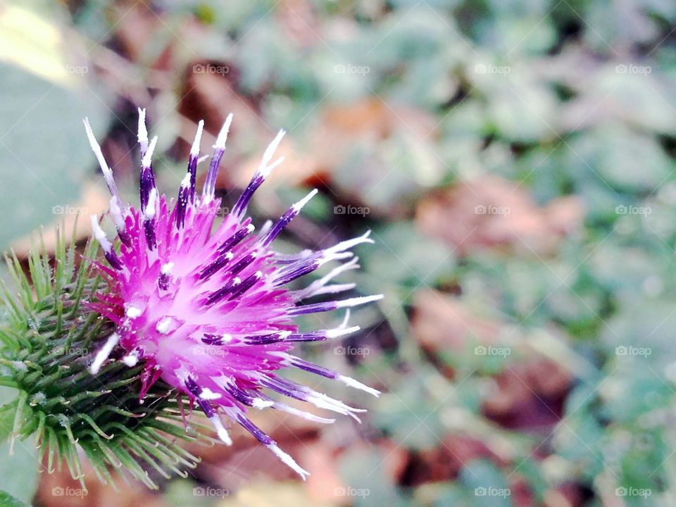 Young thistle sharp focused in the corner