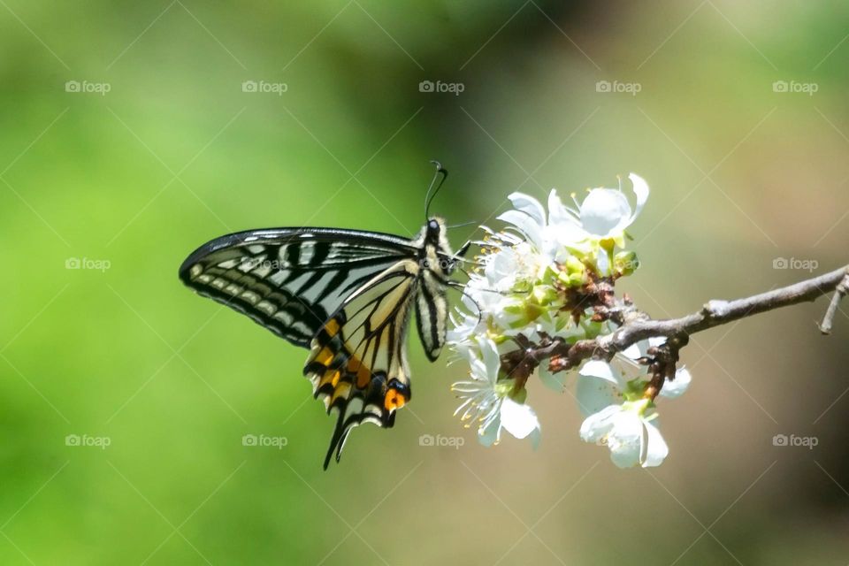 Beautiful and cute butterfly