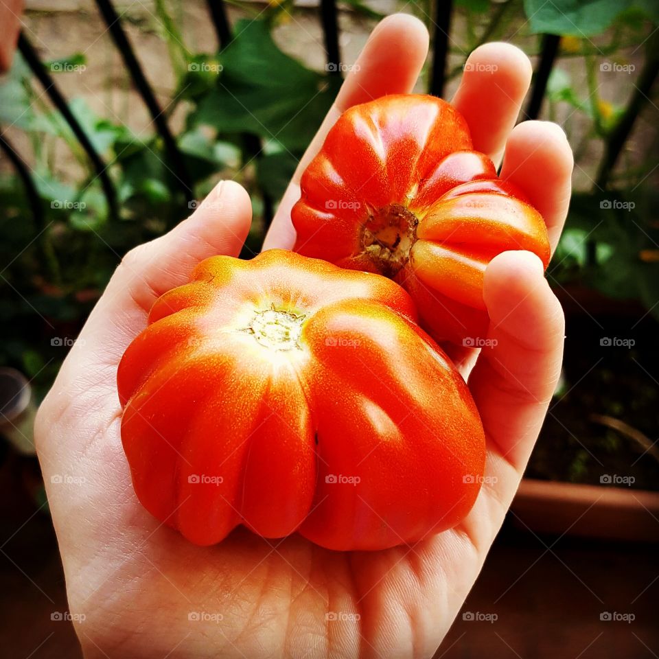 Tomato or not tomato
