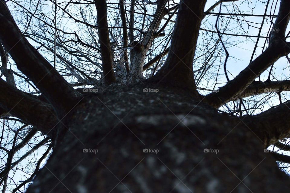 tree branches and sky