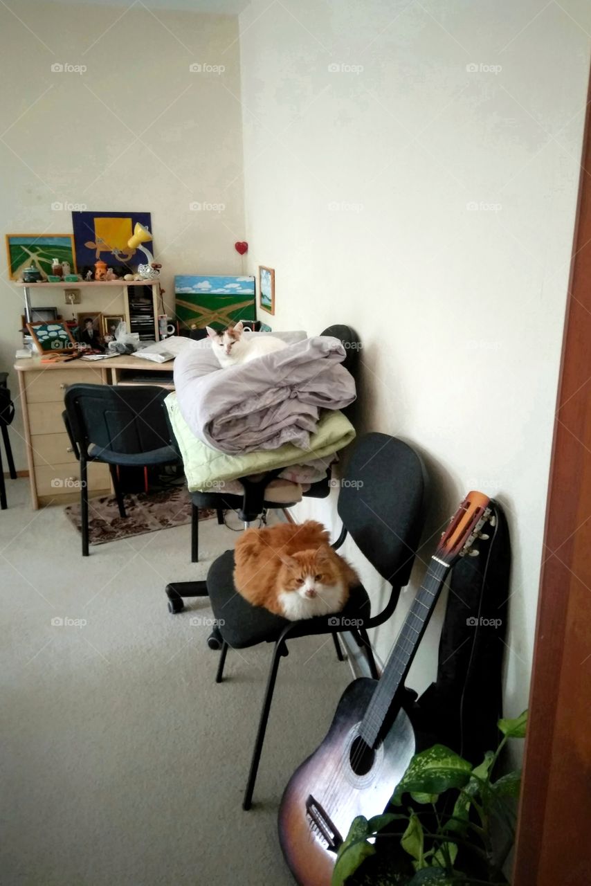 two cats pet relaxing and sleeping home in the room