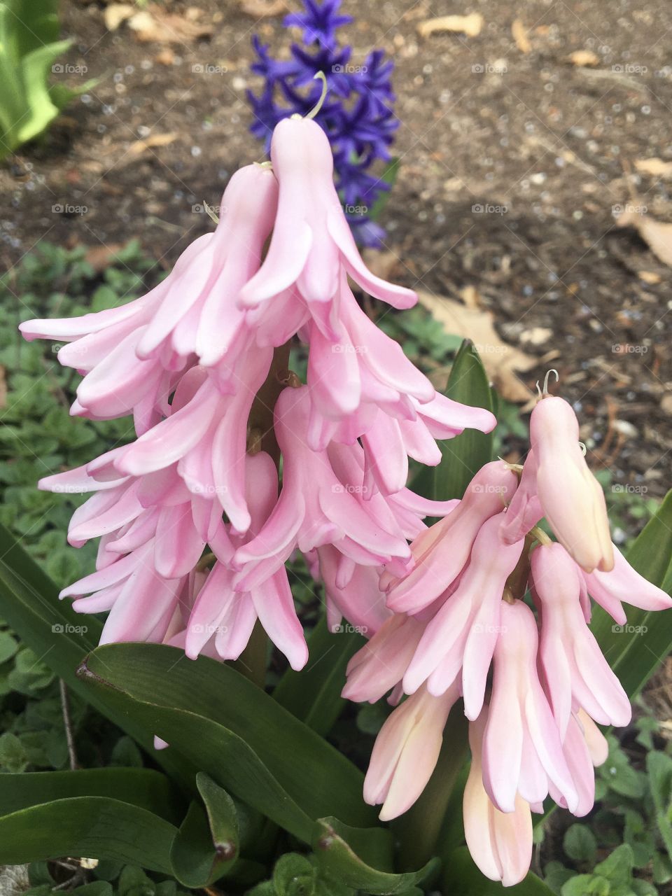 Pink hyacinth 
