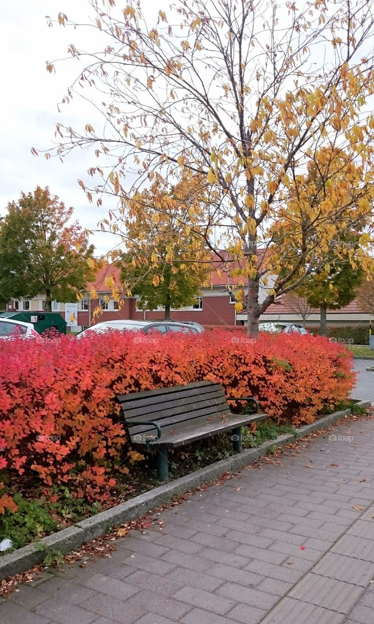 colorful busches behind  bench