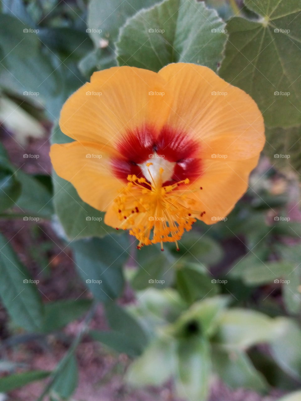 island yellow red buds