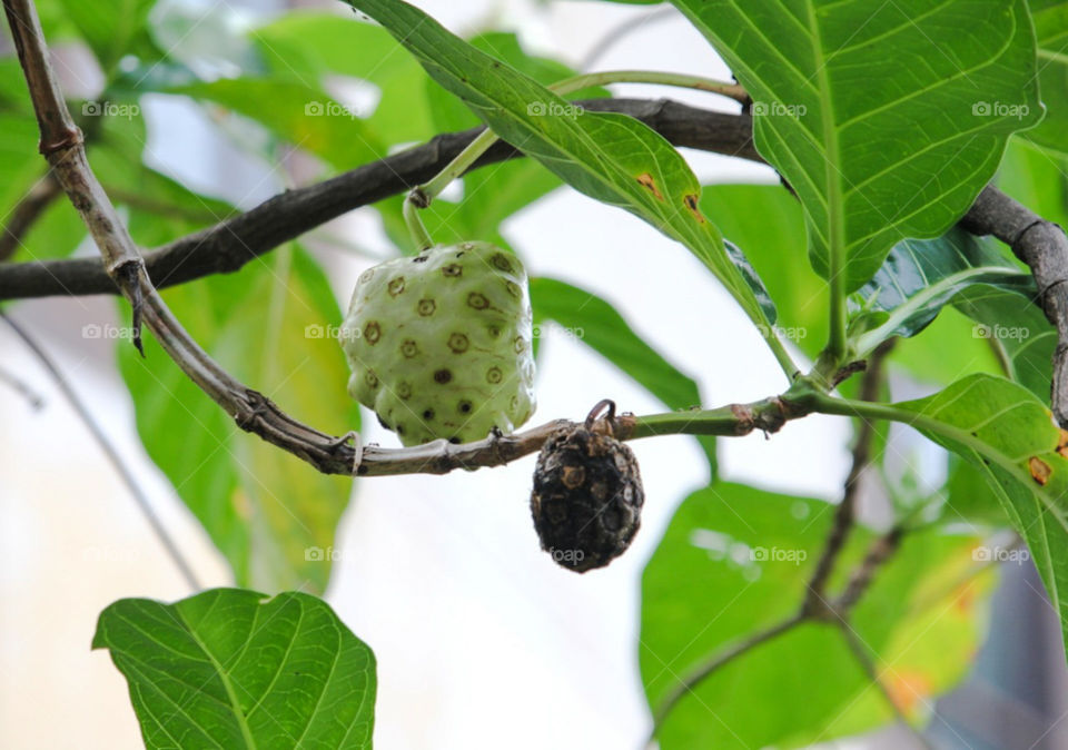 green noni's fruit