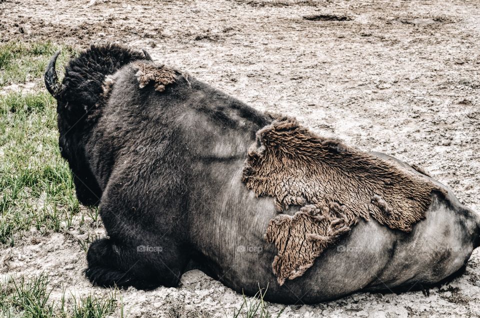 Rear view of bison sitting on field