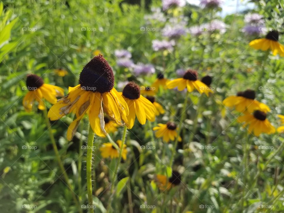summer flowers
