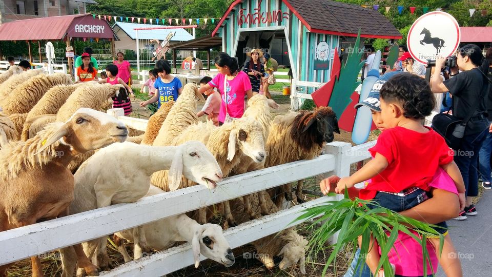 Swiss Sheep Farm @ Huahin