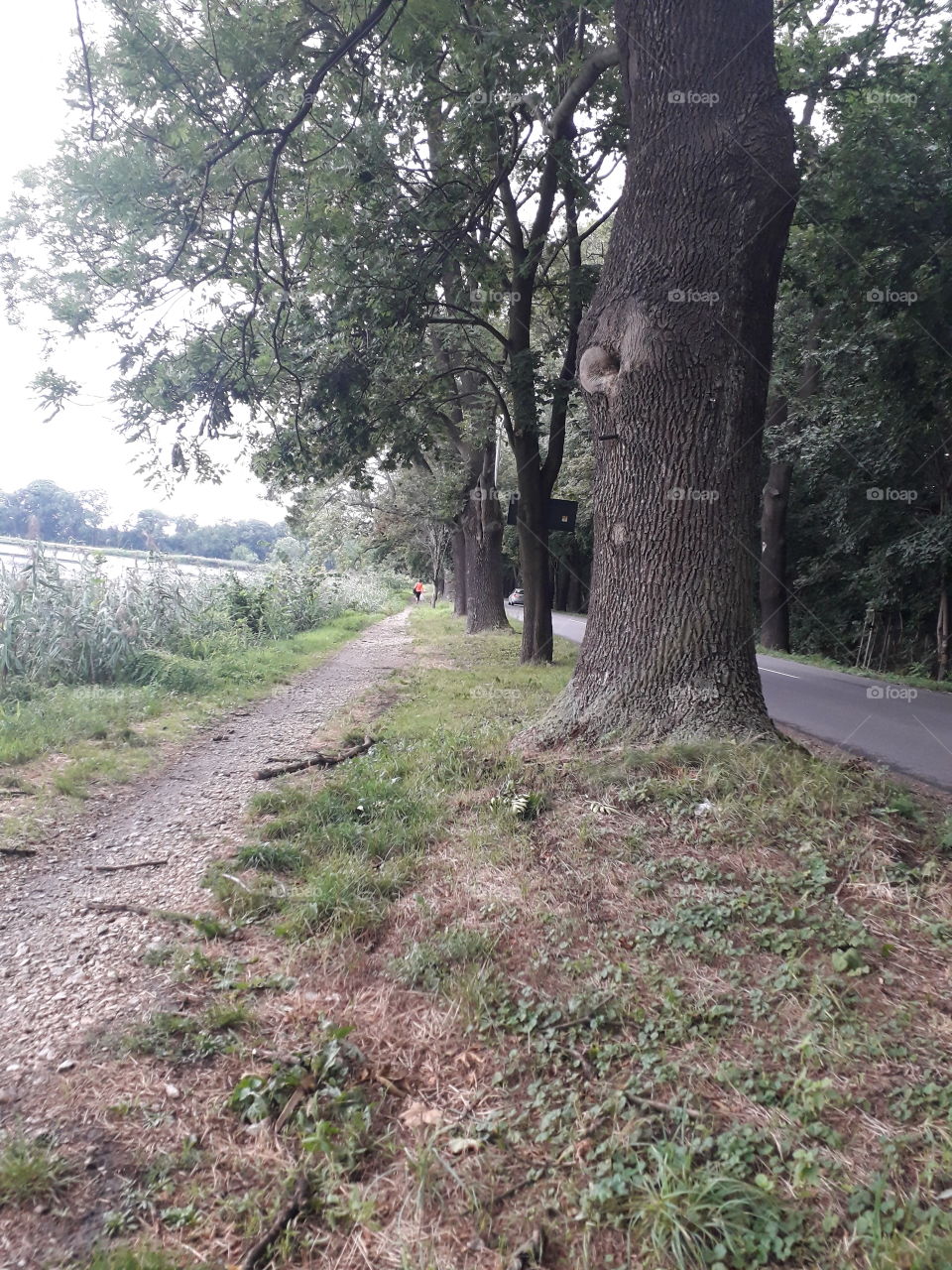 lake shore with trees