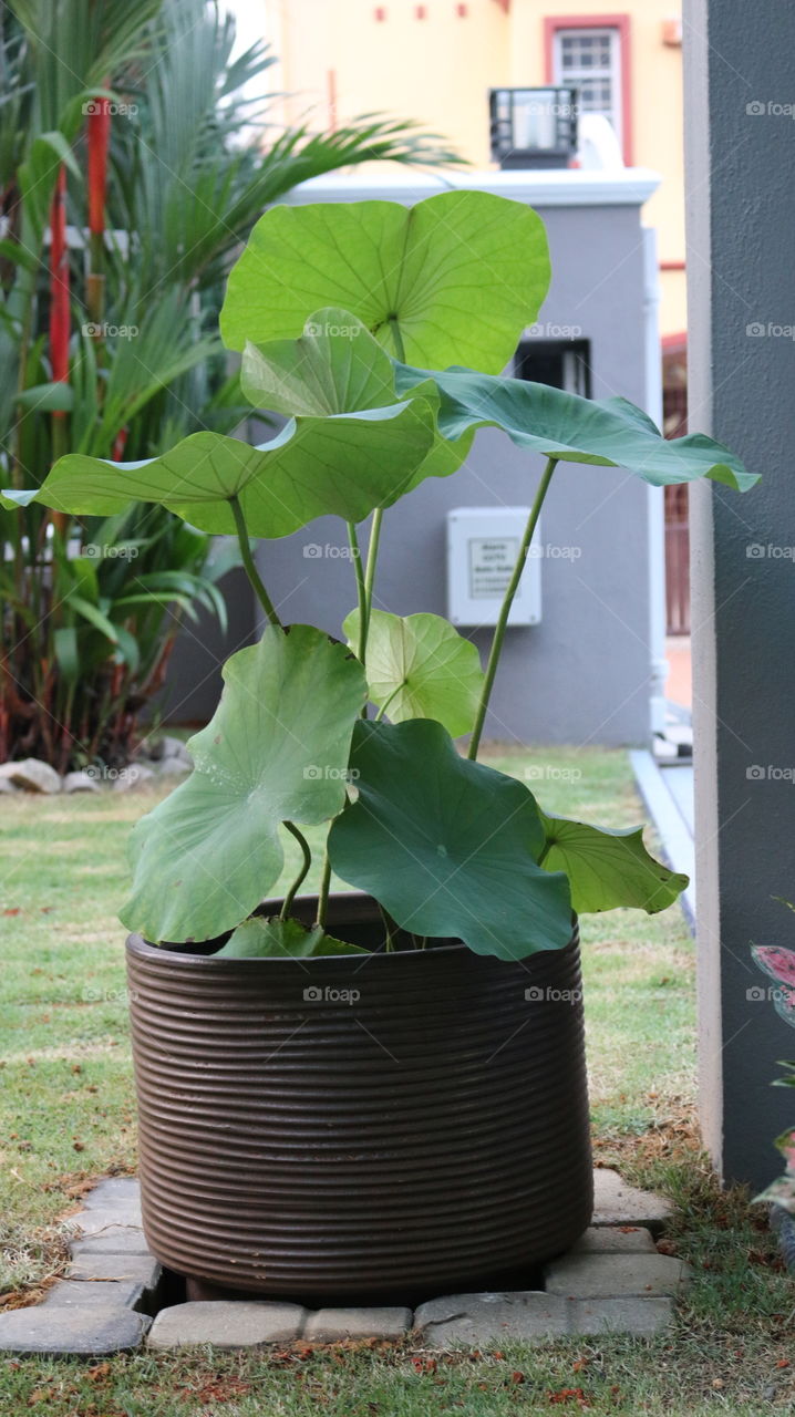 lotus plants