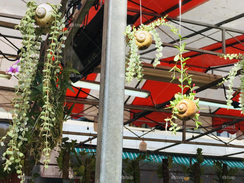 Hanging plants grown in snail shell ,different types of creeper plants and indoor plants grown in snail shell.by growing plant in snail shell we reuse thesnail shells