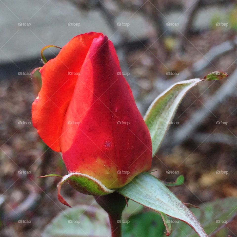 Winter rosebud II