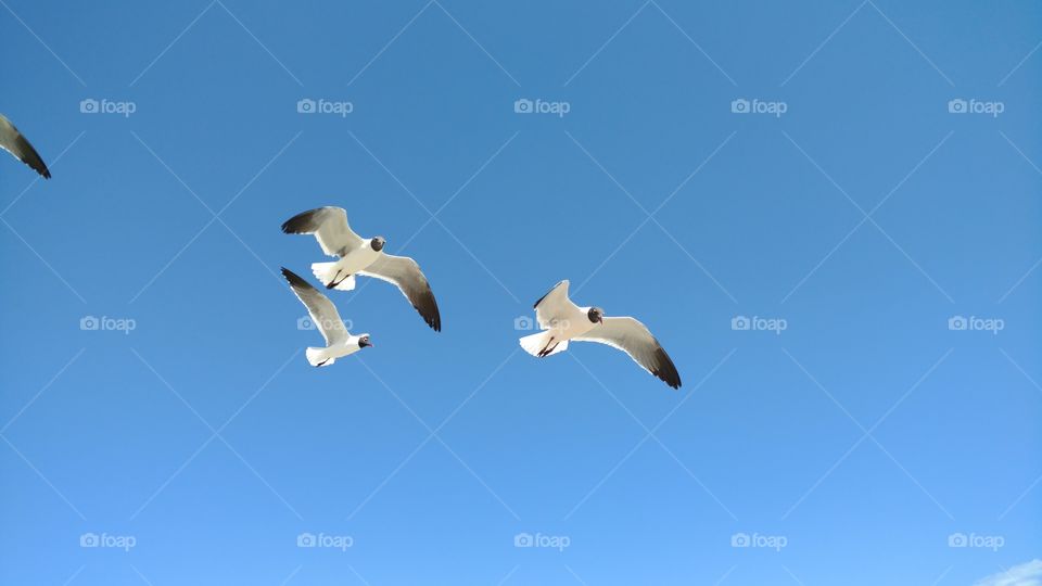 Sea gulls in flight against a clear, blue sky