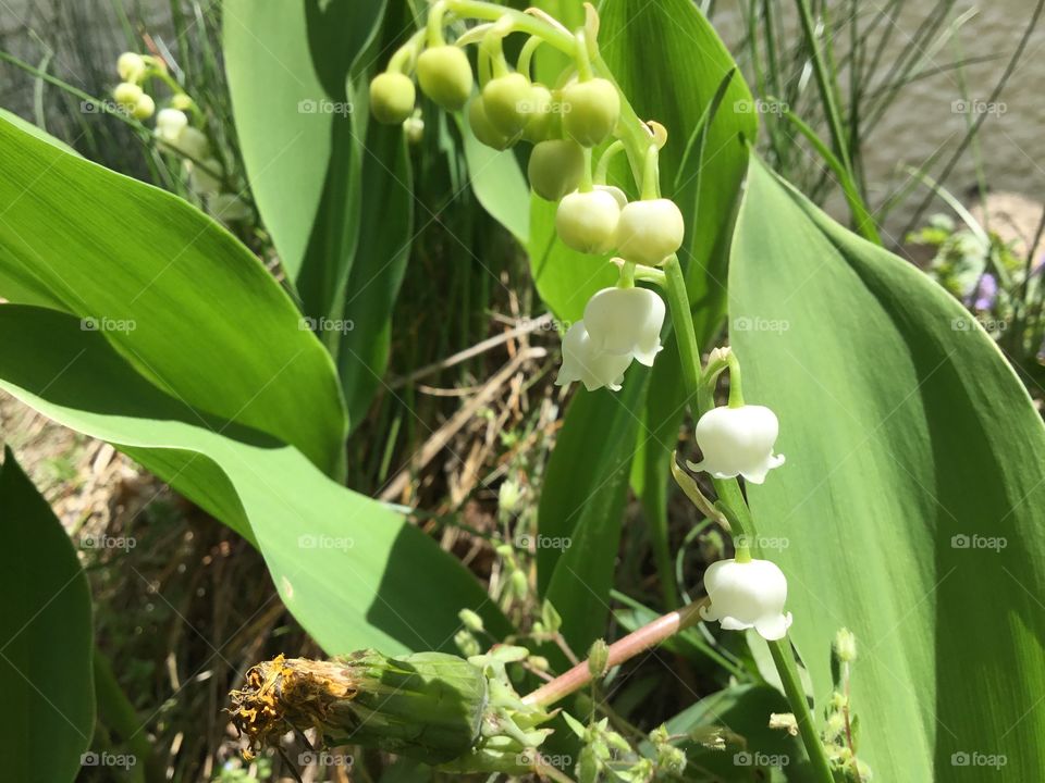 Lily of the valley